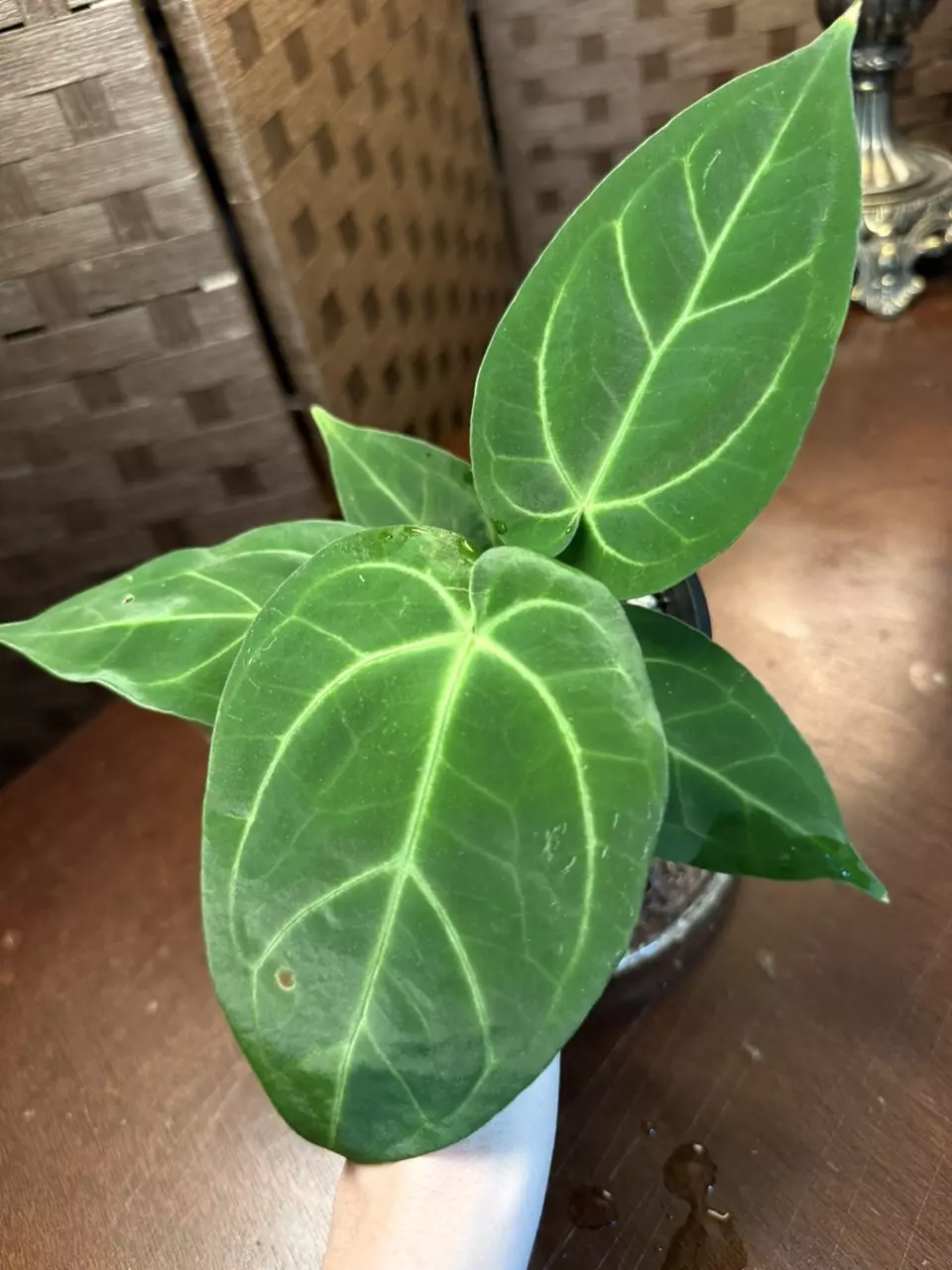 A. (Pap x Forgettii) x Warocqueanum thumbnail