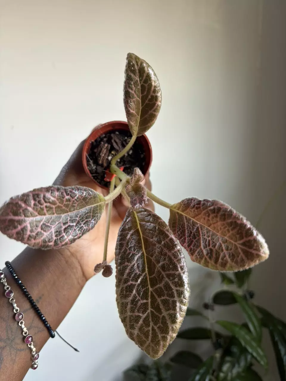 Episcia Strawberry Fields thumbnail