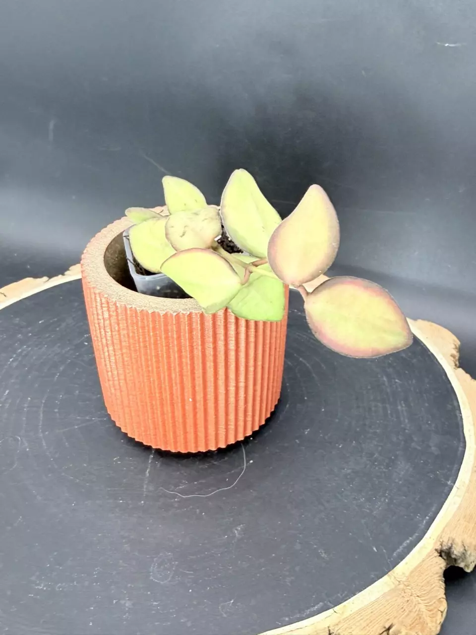 #334 Hoya Burtoniae Variegated thumbnail