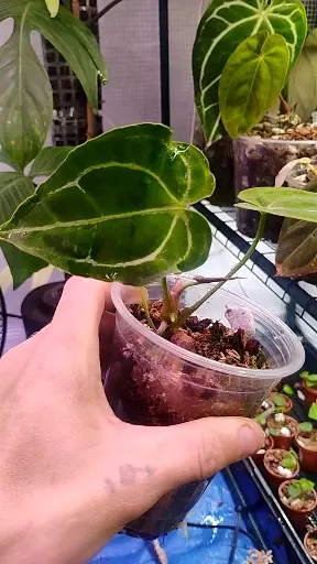 Anthurium Crystal × Forgetii thumbnail