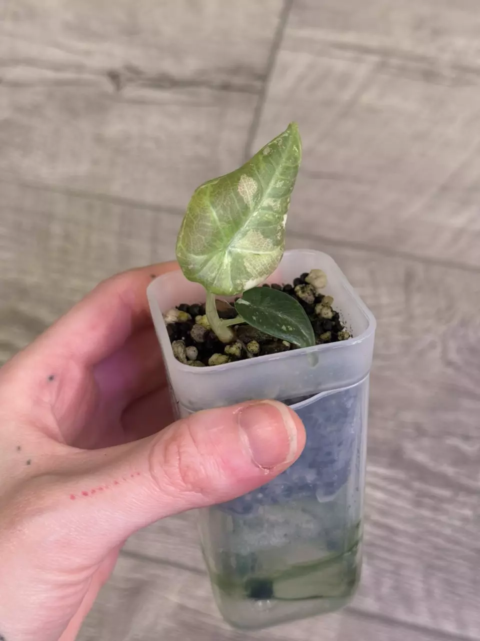 Alocasia Maharani Albo/Pink Pup thumbnail