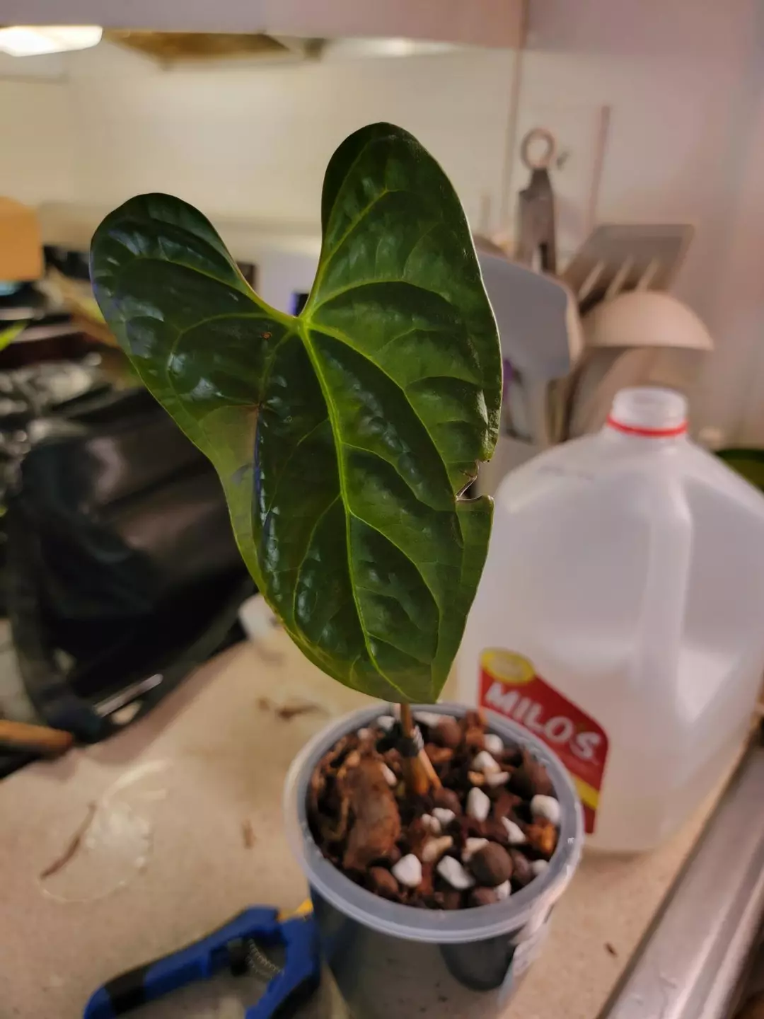 Anthurium Black Diamond comes in planter
(Anth. luxurians x Anth. regale) thumbnail