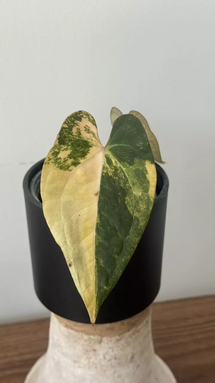 Variegated anthurium JV RL x Papi thumbnail