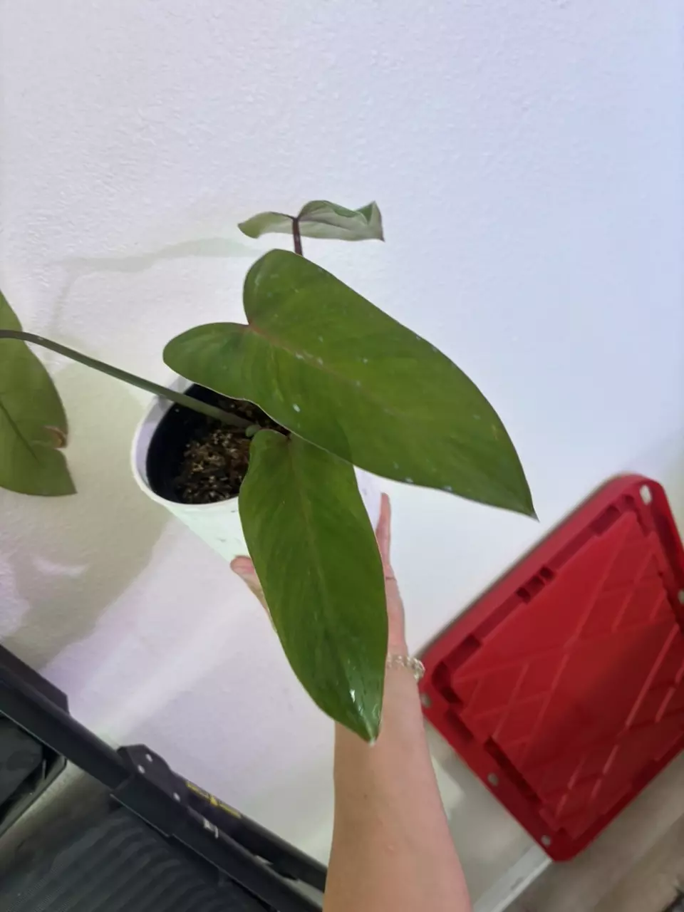 Philodendron Red Emerald thumbnail