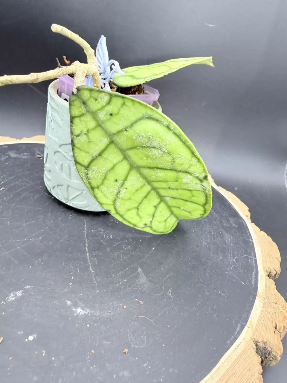 Hoya Callistophylla #333 thumbnail