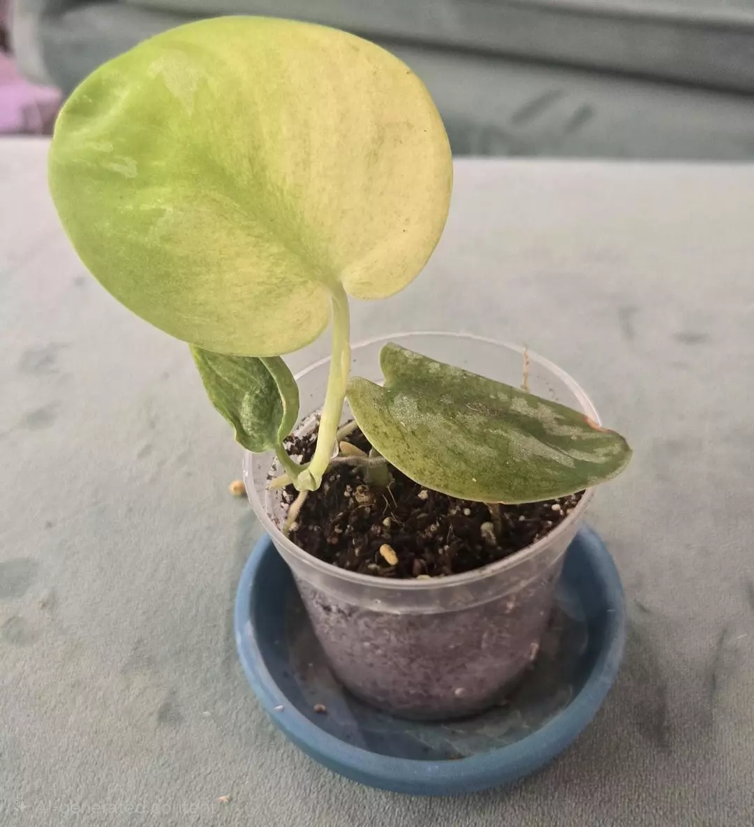 Exotica Golden Mint thumbnail