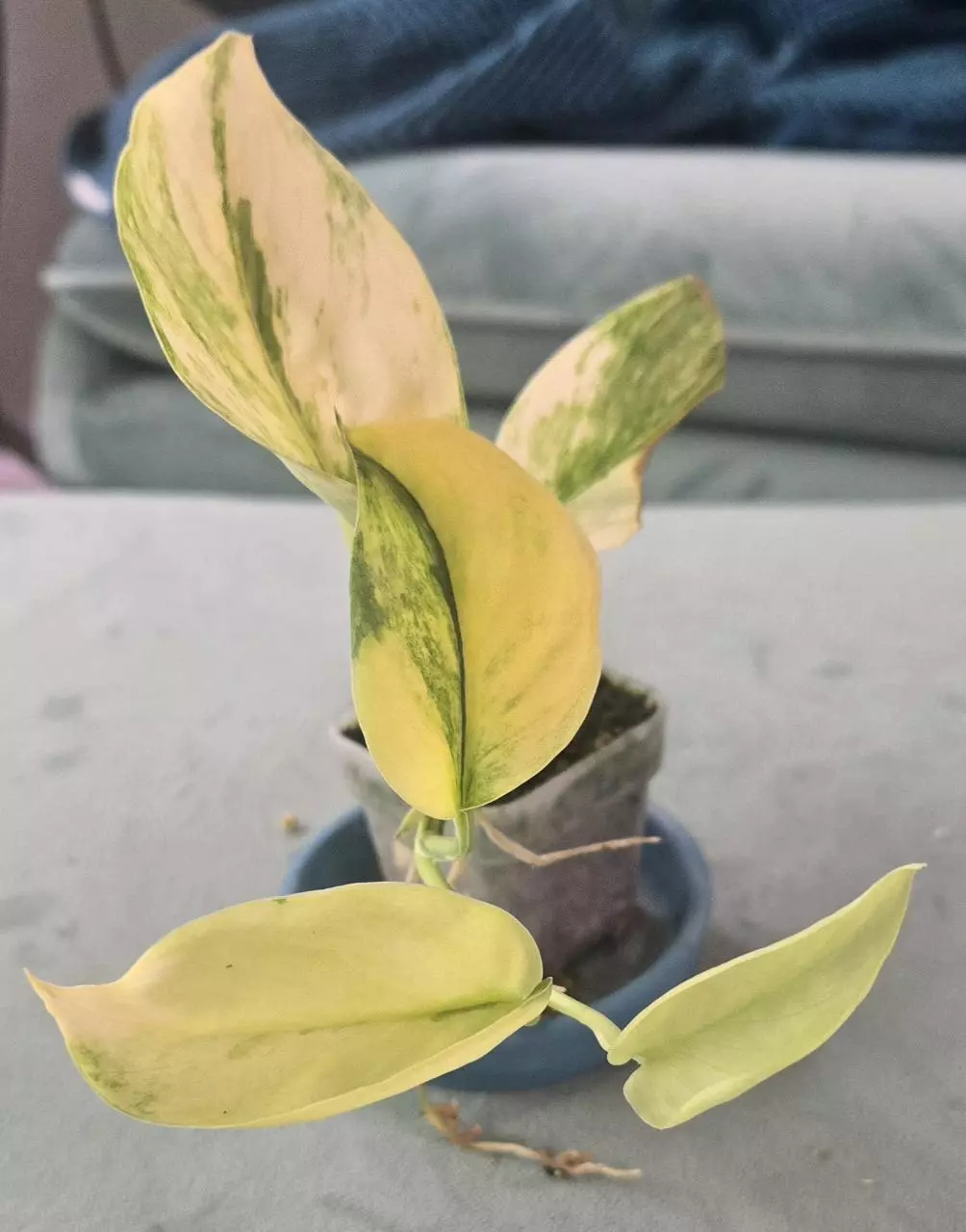 Rajatapura thumbnail