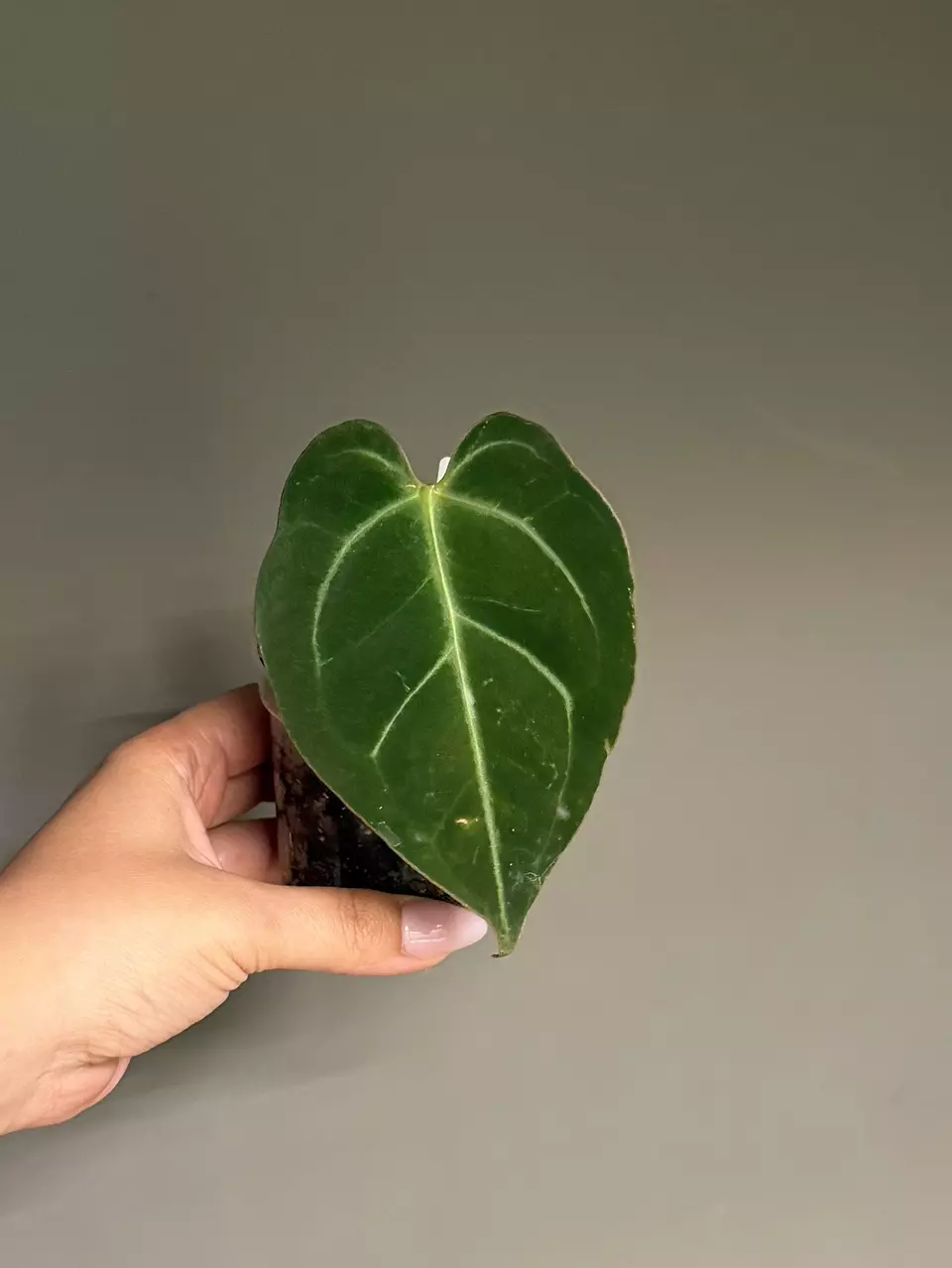 Anthurium Hybrid (AOS x Silver) thumbnail