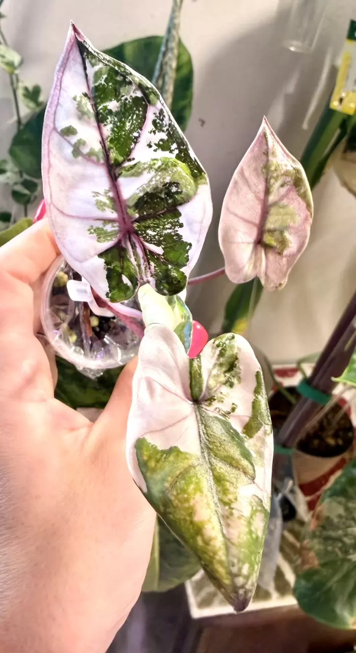 Pink Plumbea Alocasia thumbnail