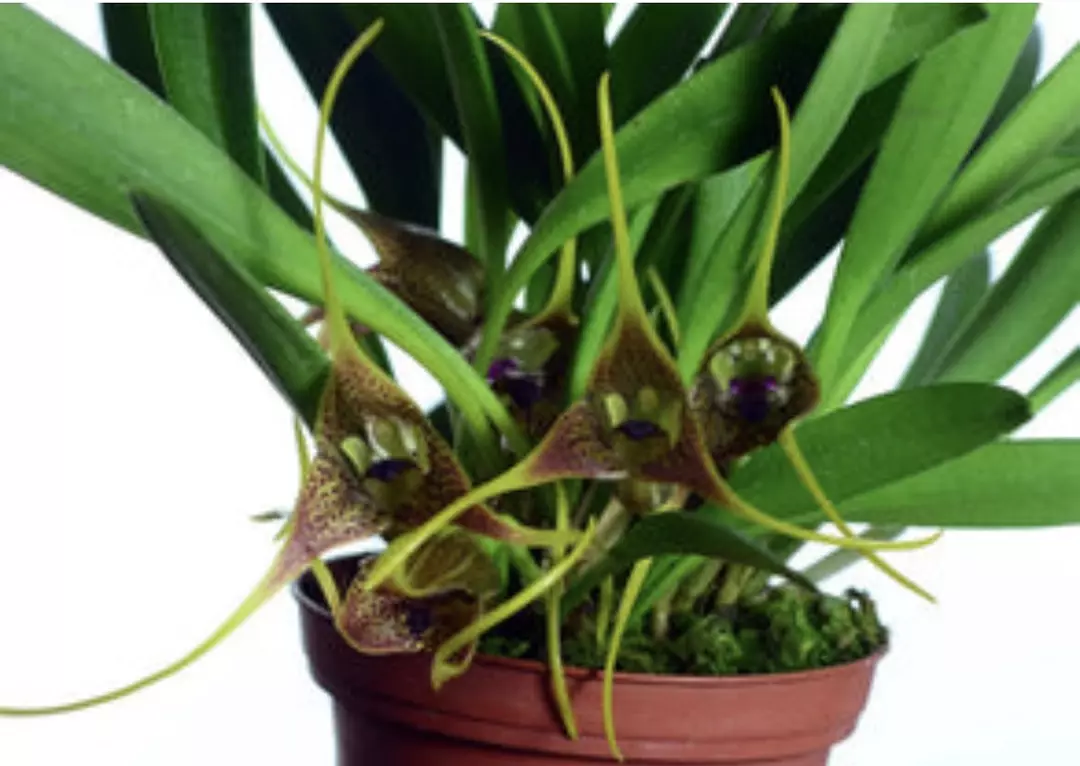 OR875 Masdevallia peristeria thumbnail