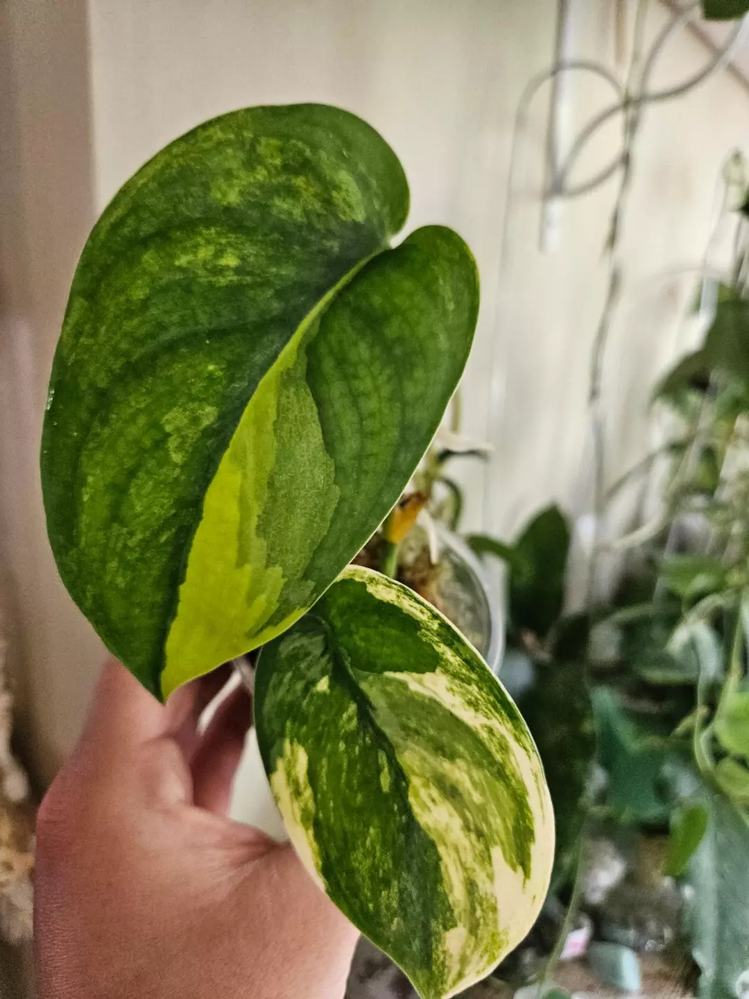 Scindapsus jade satin aurea thumbnail