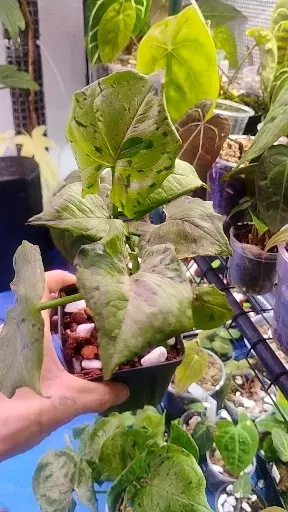Syngonium green splash thumbnail
