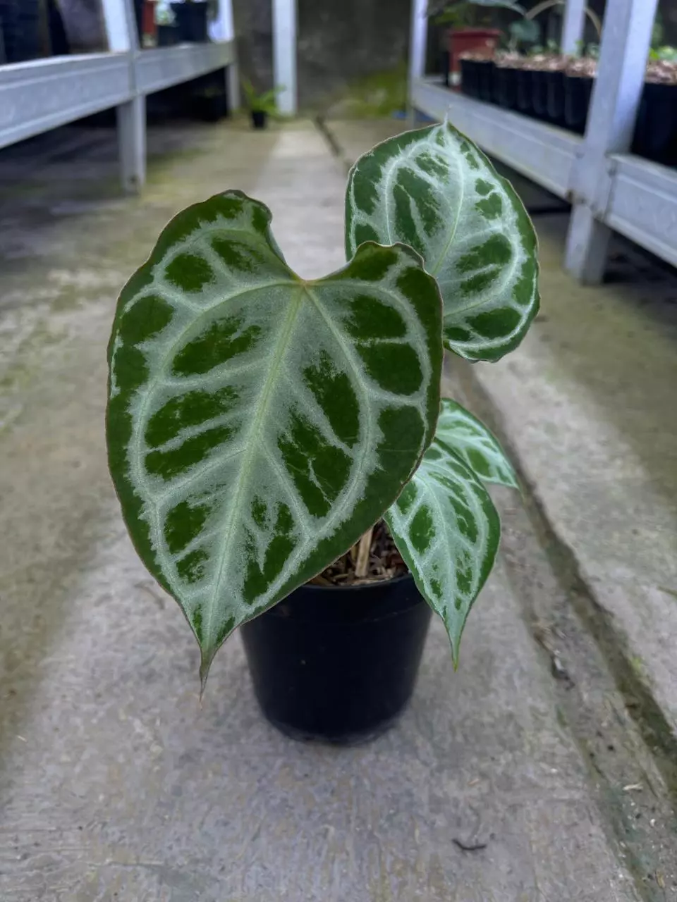 Anthurium mukhlis x red crystalinum thumbnail