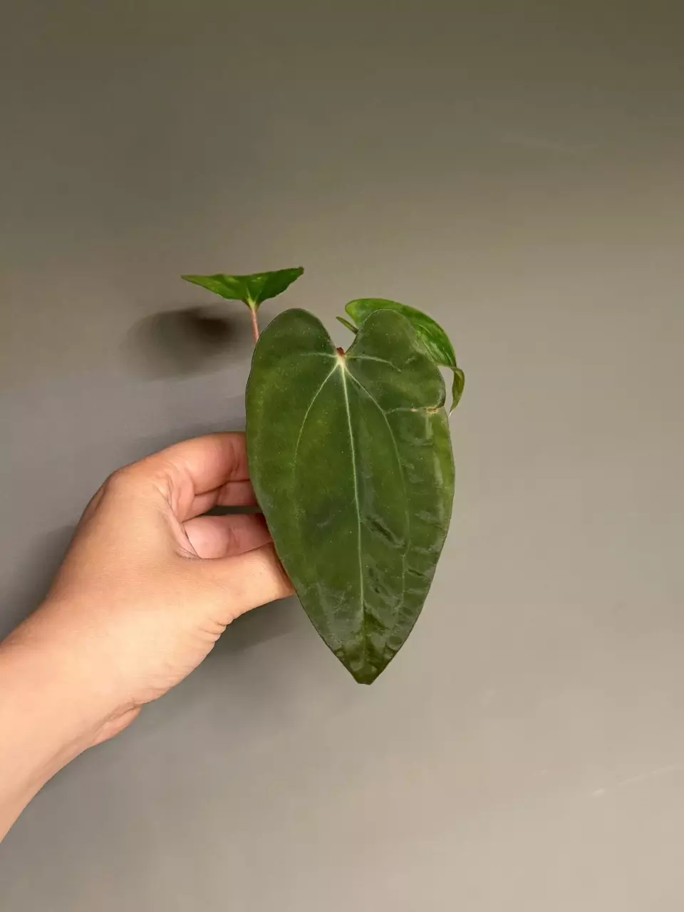 Anthurium [Ree Pap x (L x LB)] X [Carla x Pap] thumbnail