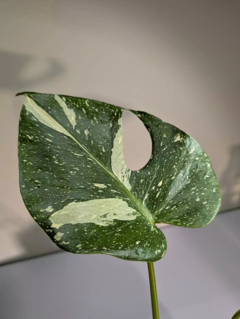 Monstera Creme Brulee thumbnail