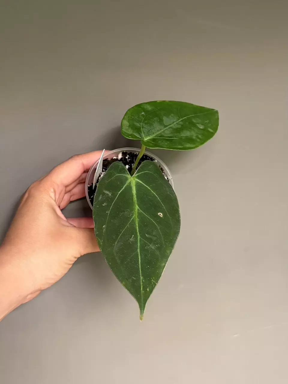 Anthurium Hybrid (Xone x Dressleri) thumbnail