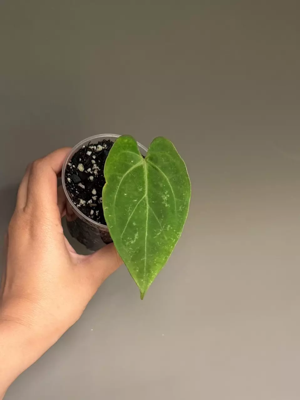 Anthurium Hybrid (AOS x Dress) thumbnail