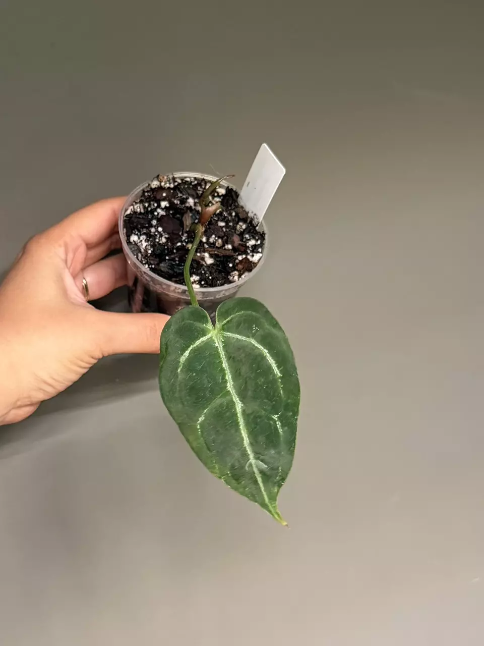 Anthurium Papilillaminum x Magnificum thumbnail