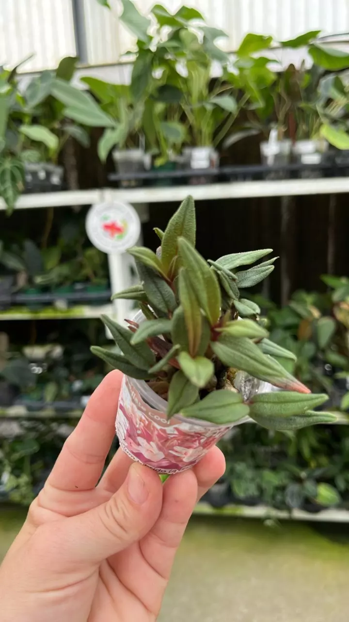 OR883 Dendrobium Hi-Lo f. Alba thumbnail