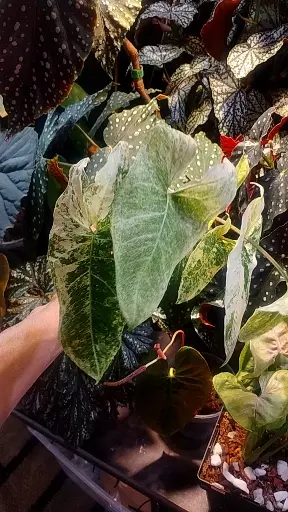 Syngonium Batik variegated 4 inch pot thumbnail