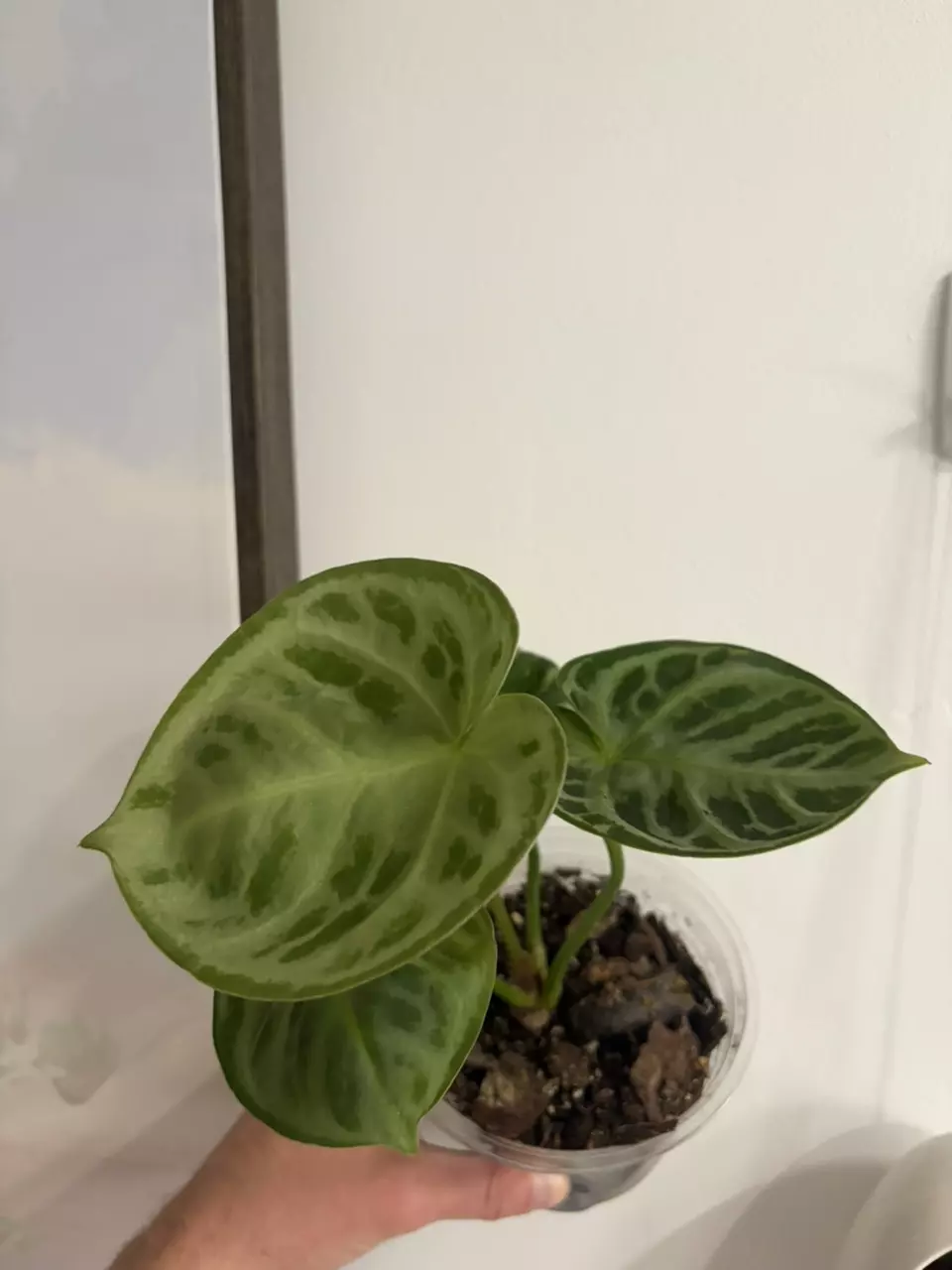 Anthurium Doryakii thumbnail