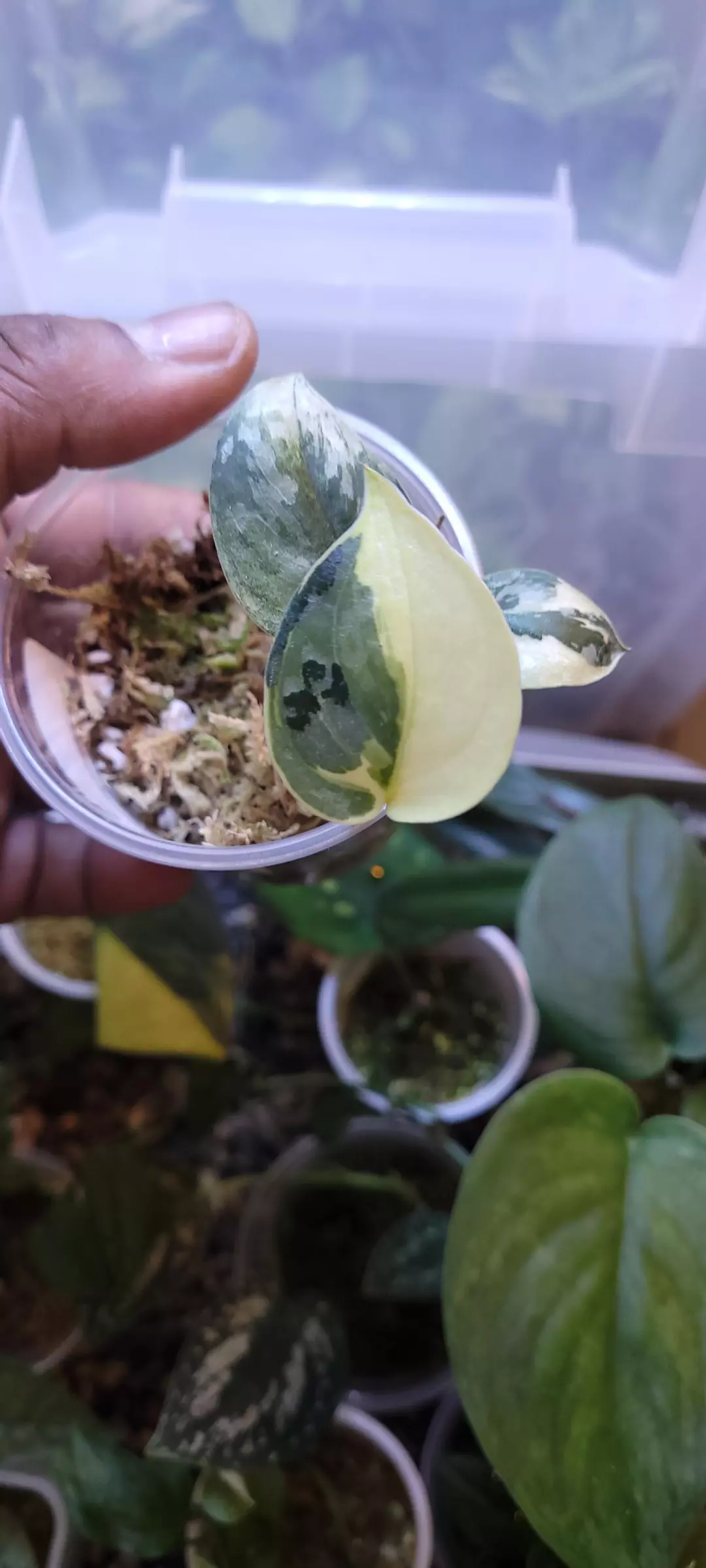 Scindapsus Mayari HIGH COLOR 🪴🪴🪴 thumbnail