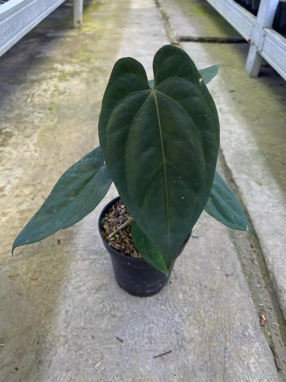 Anthurium Aos darkform thumbnail