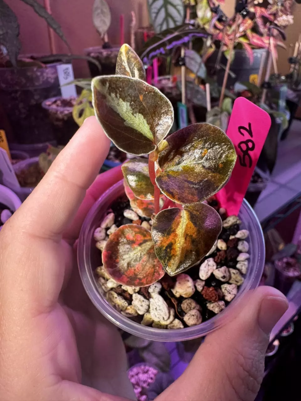 Pepperomia crème brûlée orange metallic 582 thumbnail