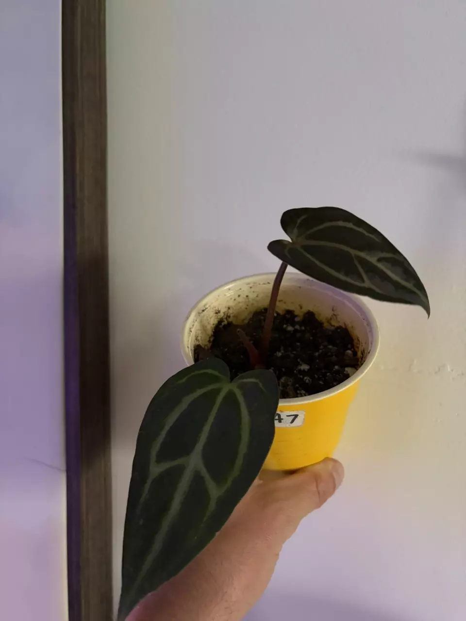 Anthurium Carlablackiae thumbnail