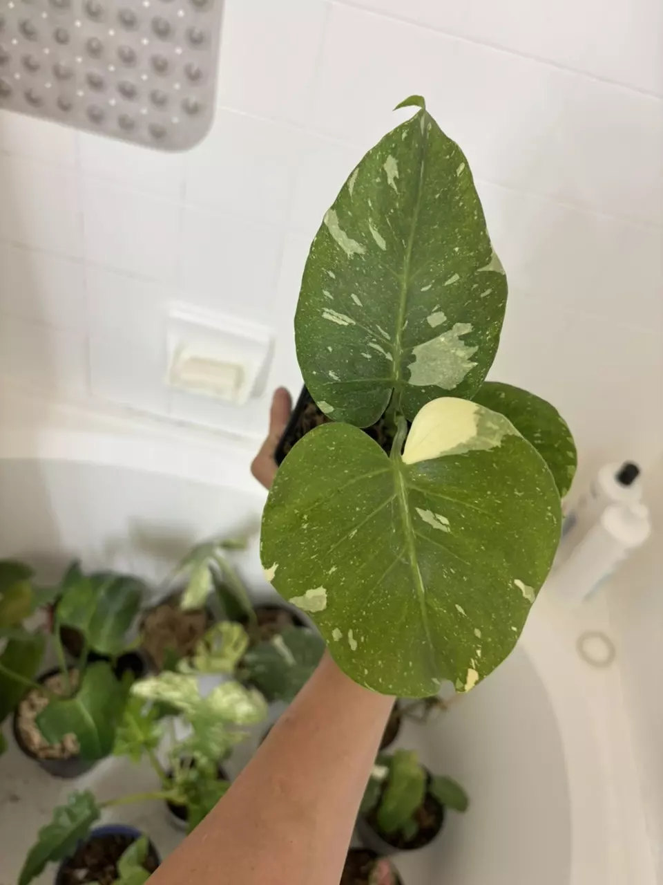 Monstera Thai Constellation thumbnail