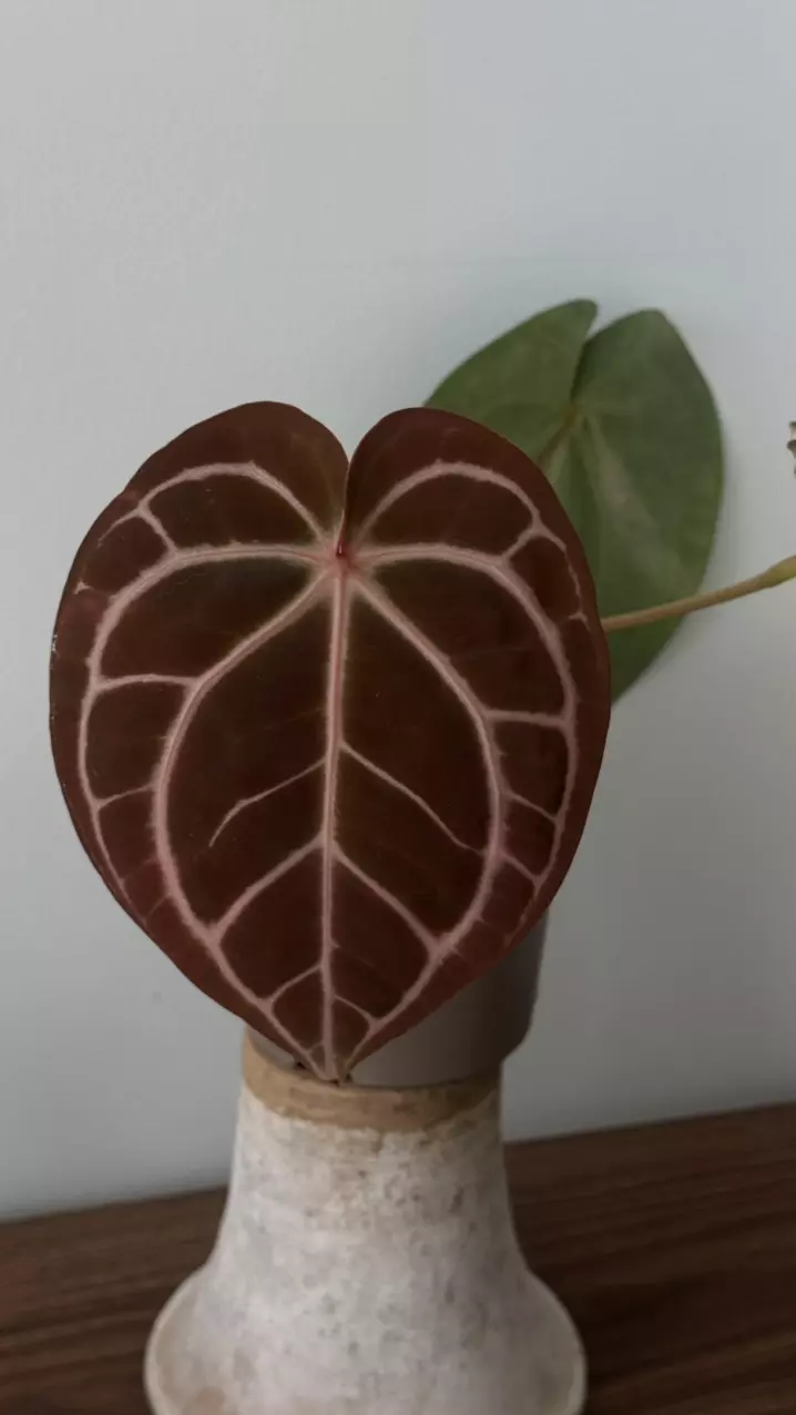 Anthurium Carla x red crystal large plant thumbnail