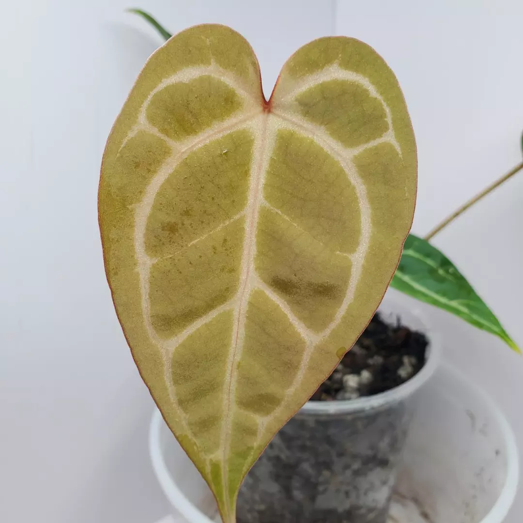 Anthurium Zara x self thumbnail