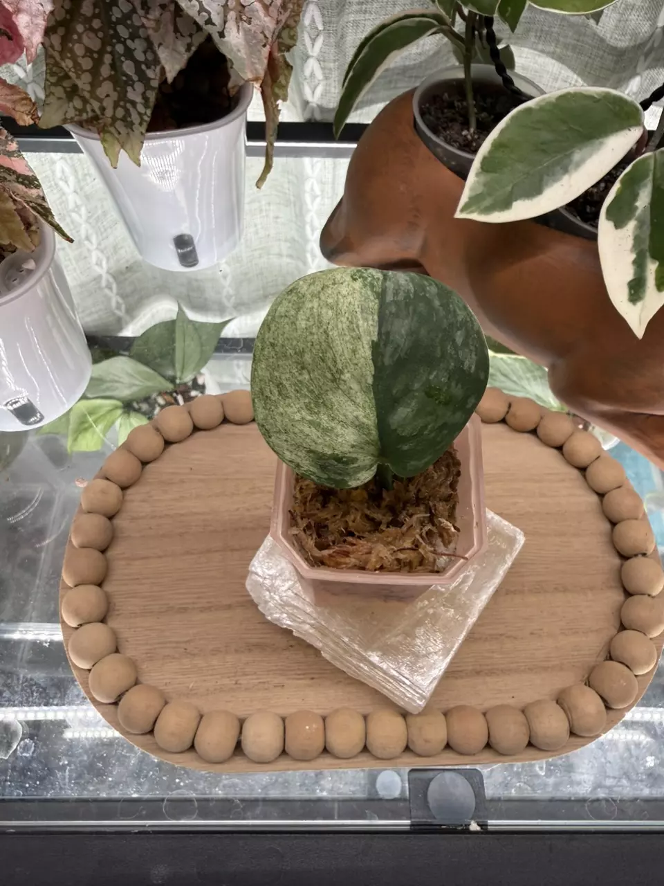 0023 Scindapsus silver cloud var thumbnail