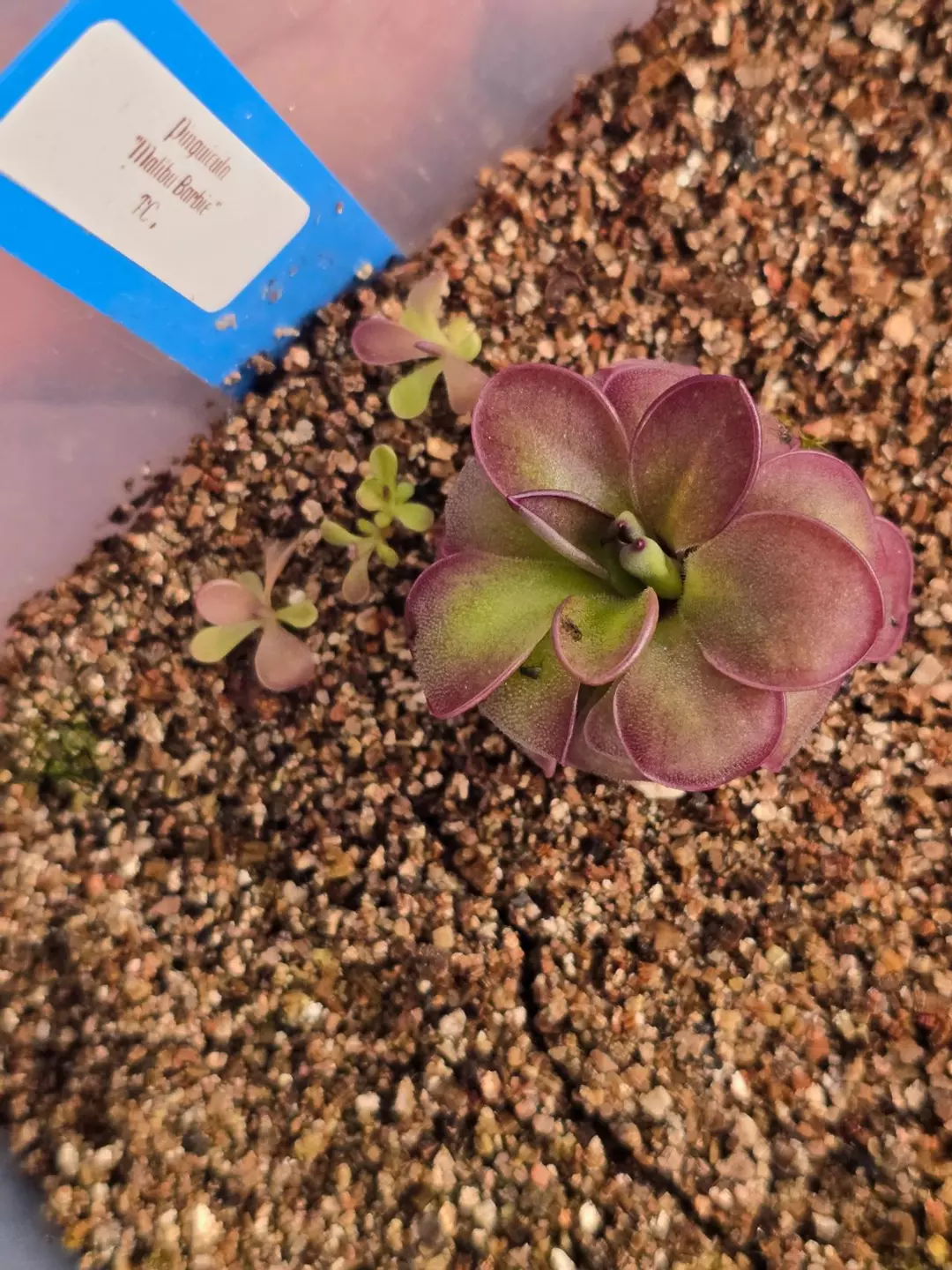 Pinguicula 'Malibu Barbie' - one small rosette thumbnail