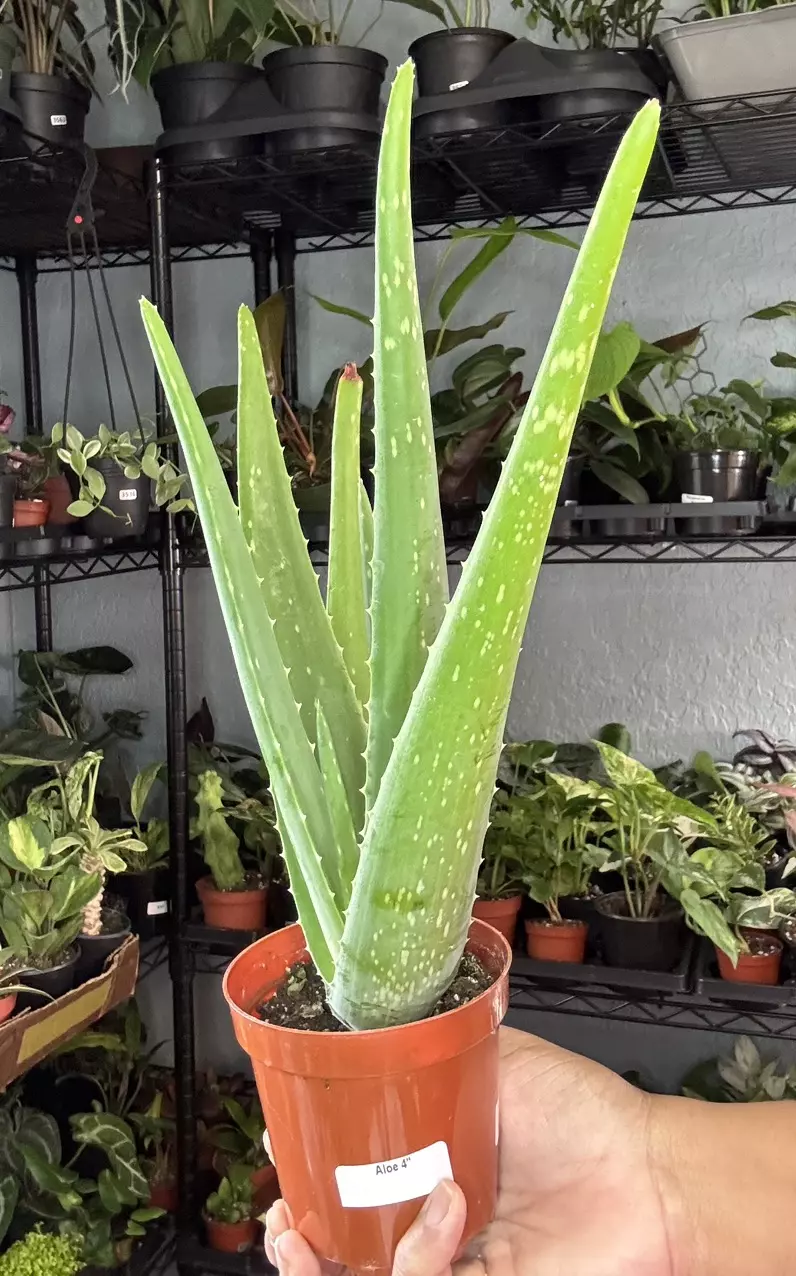 Aloe Vera 4” 3634 thumbnail