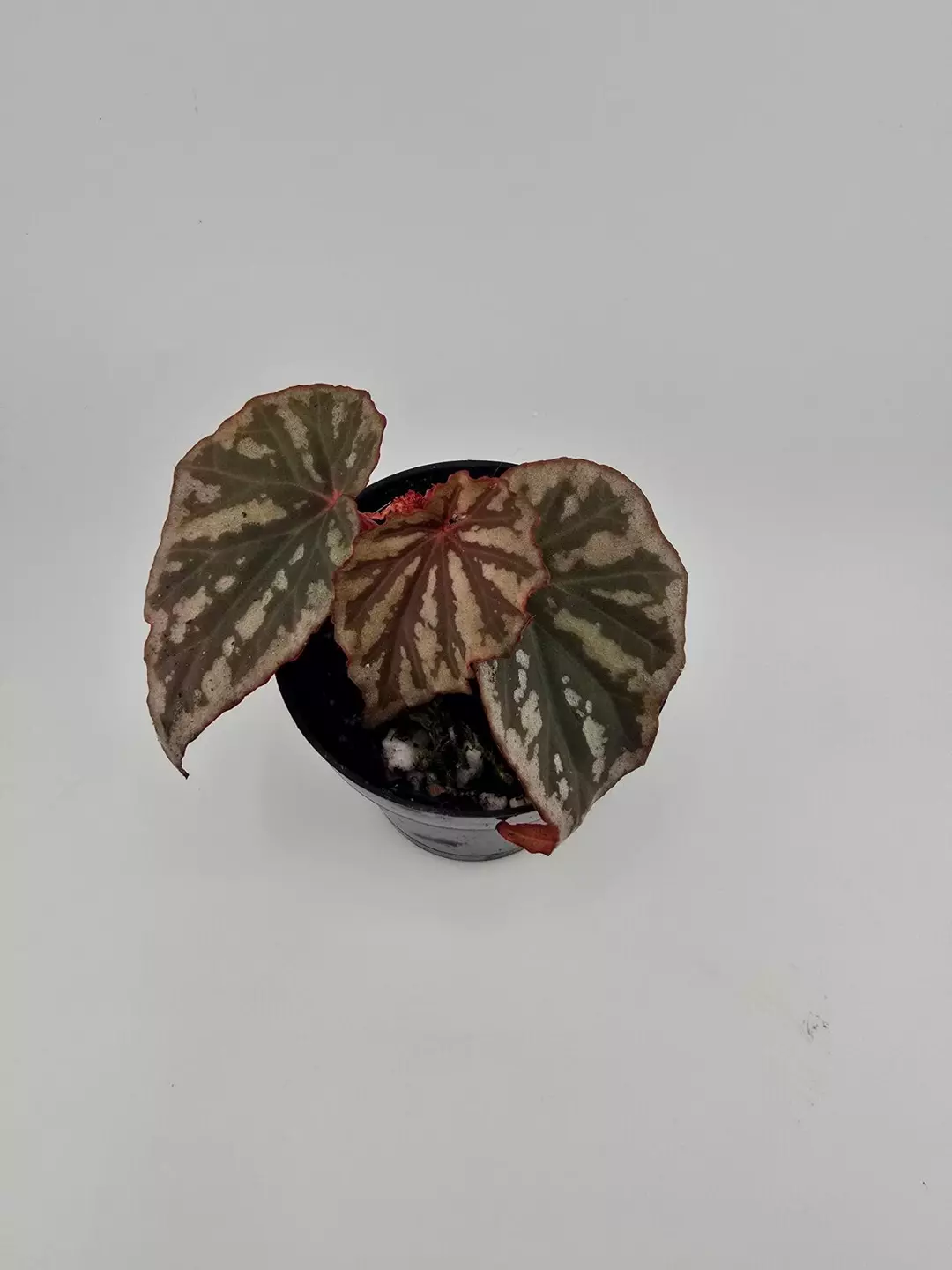 Begonia irian jaya - 3" thumbnail
