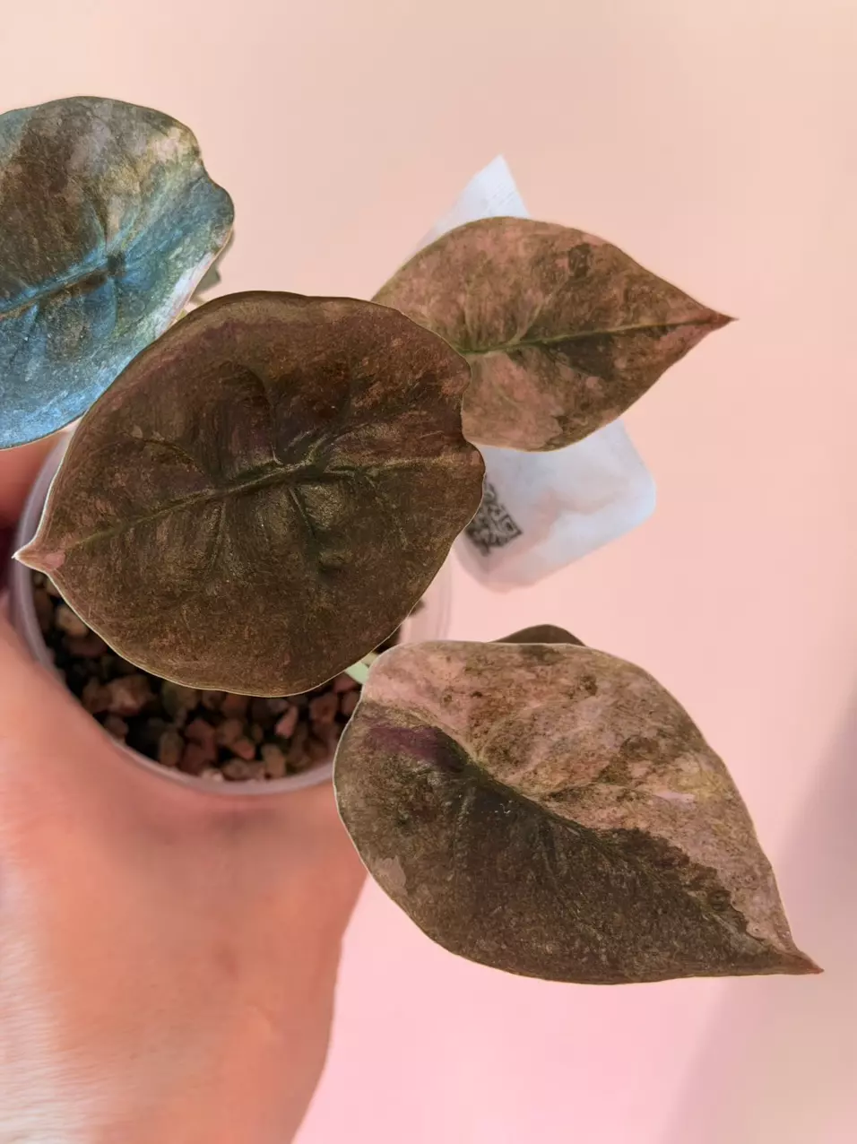 Alocasia Cuprea Pink Mint! 🤩Well rooted! thumbnail
