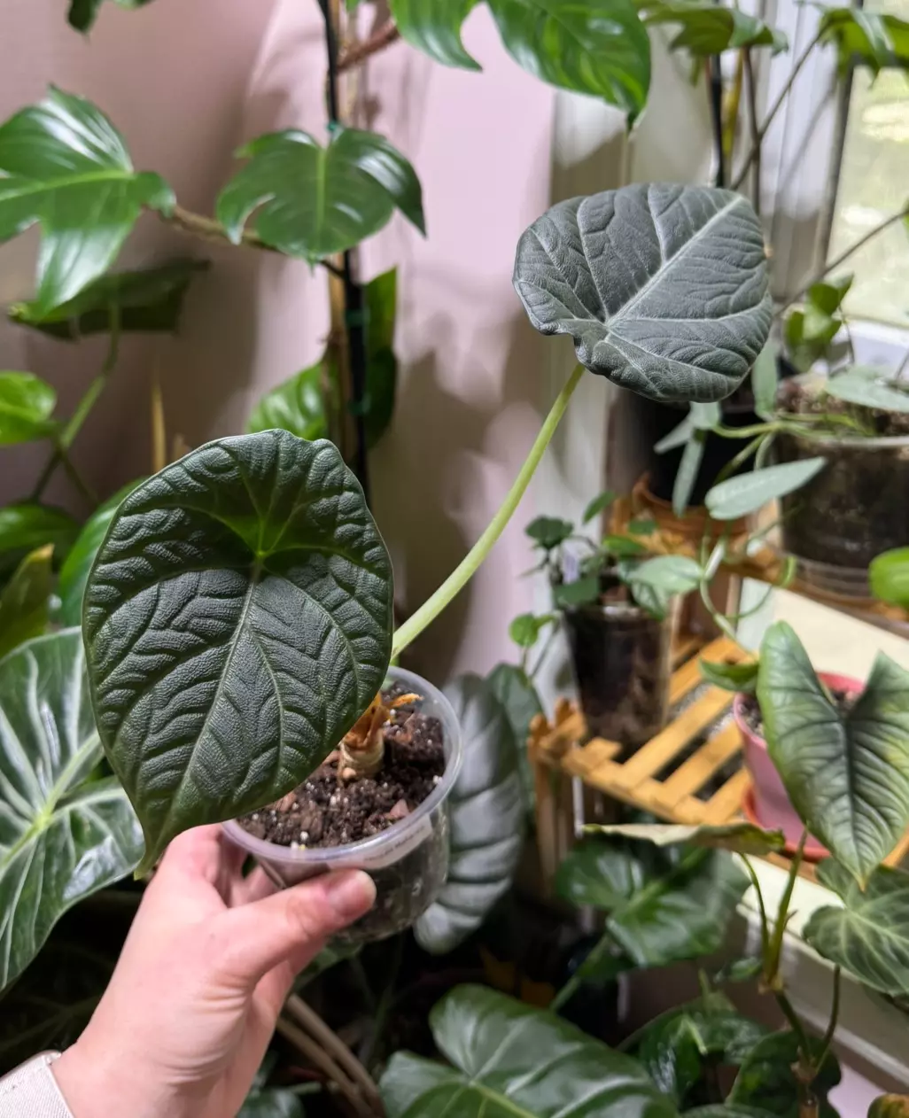 Alocasia Maharani - CORMING SIZE thumbnail