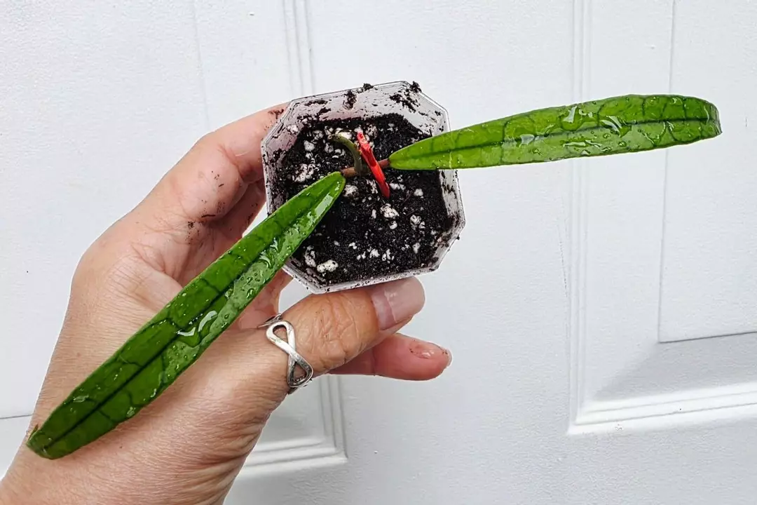 Callistophylla Jungle Spear thumbnail