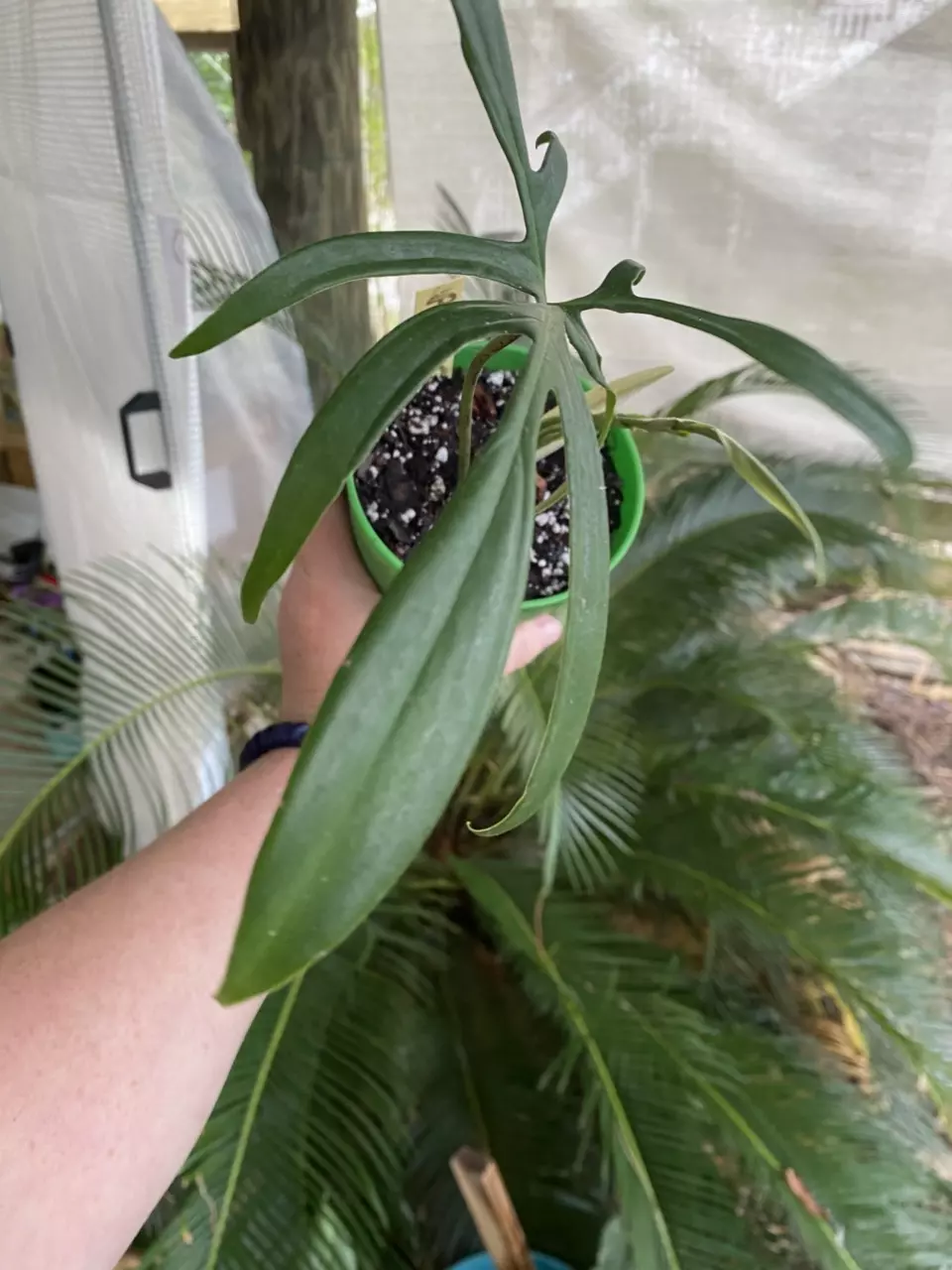 Philodendron quercifolium thumbnail