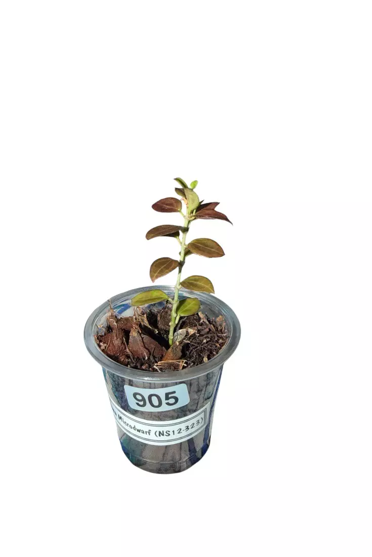Sunstressing Hoya Microdwarf (NS12-323) #905 thumbnail
