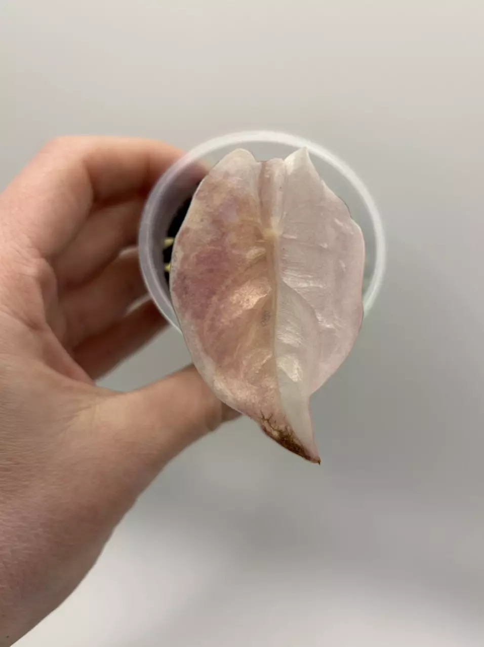 Alocasia Cuprea True Pink thumbnail