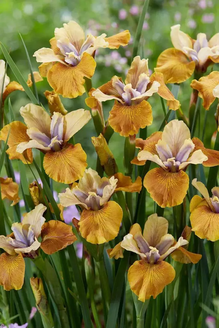 Siberian iris Colonel mustard thumbnail