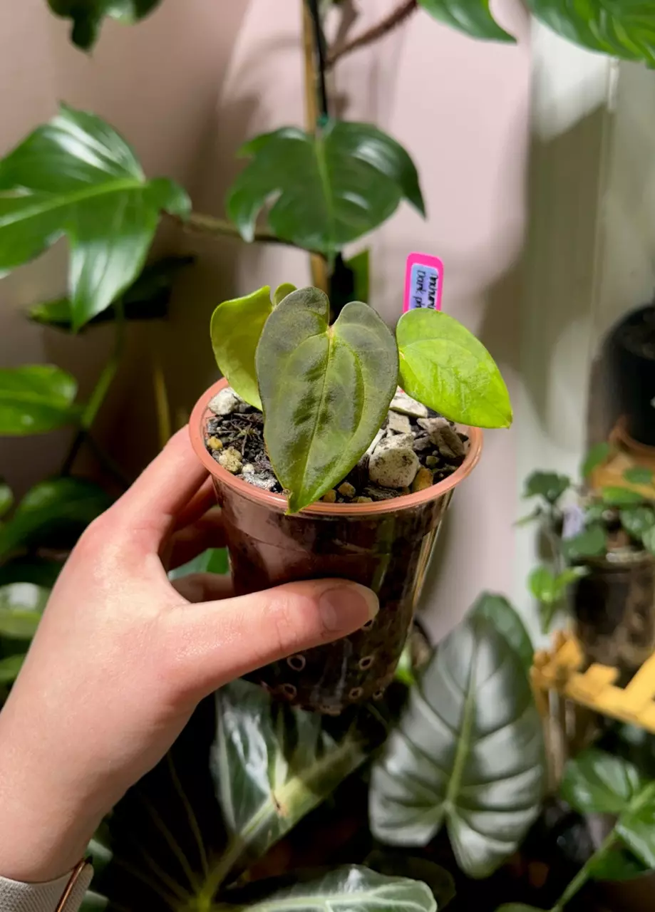 Anthurium AOS x (LxLB) x DP x FSRL thumbnail