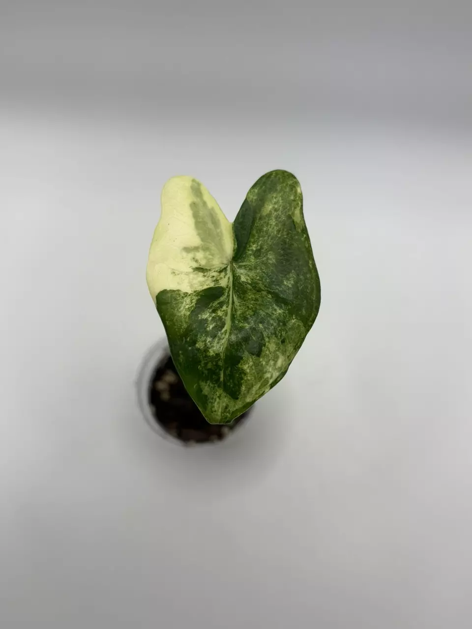 Alocasia Zebrina Aurea thumbnail