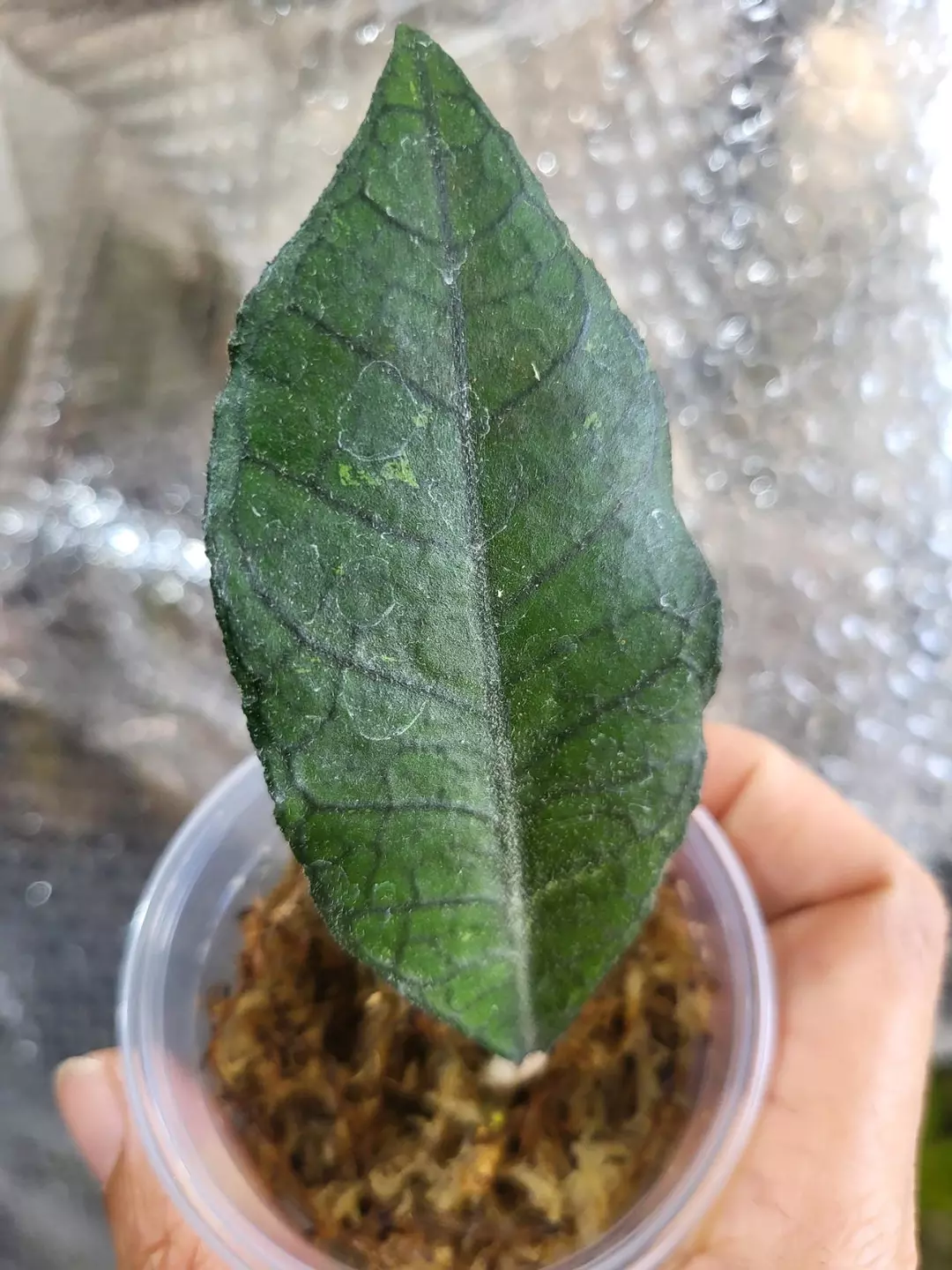 Hoya finlaysonii snow splash thumbnail