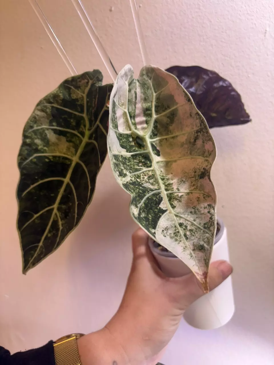 ✨Alocasia Watsoniana Doff Pink/Mint Var✨ thumbnail