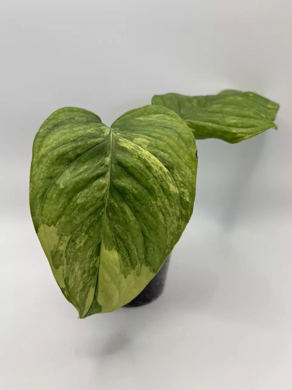Monstera obliqua mayuna variegated rooted top cut thumbnail
