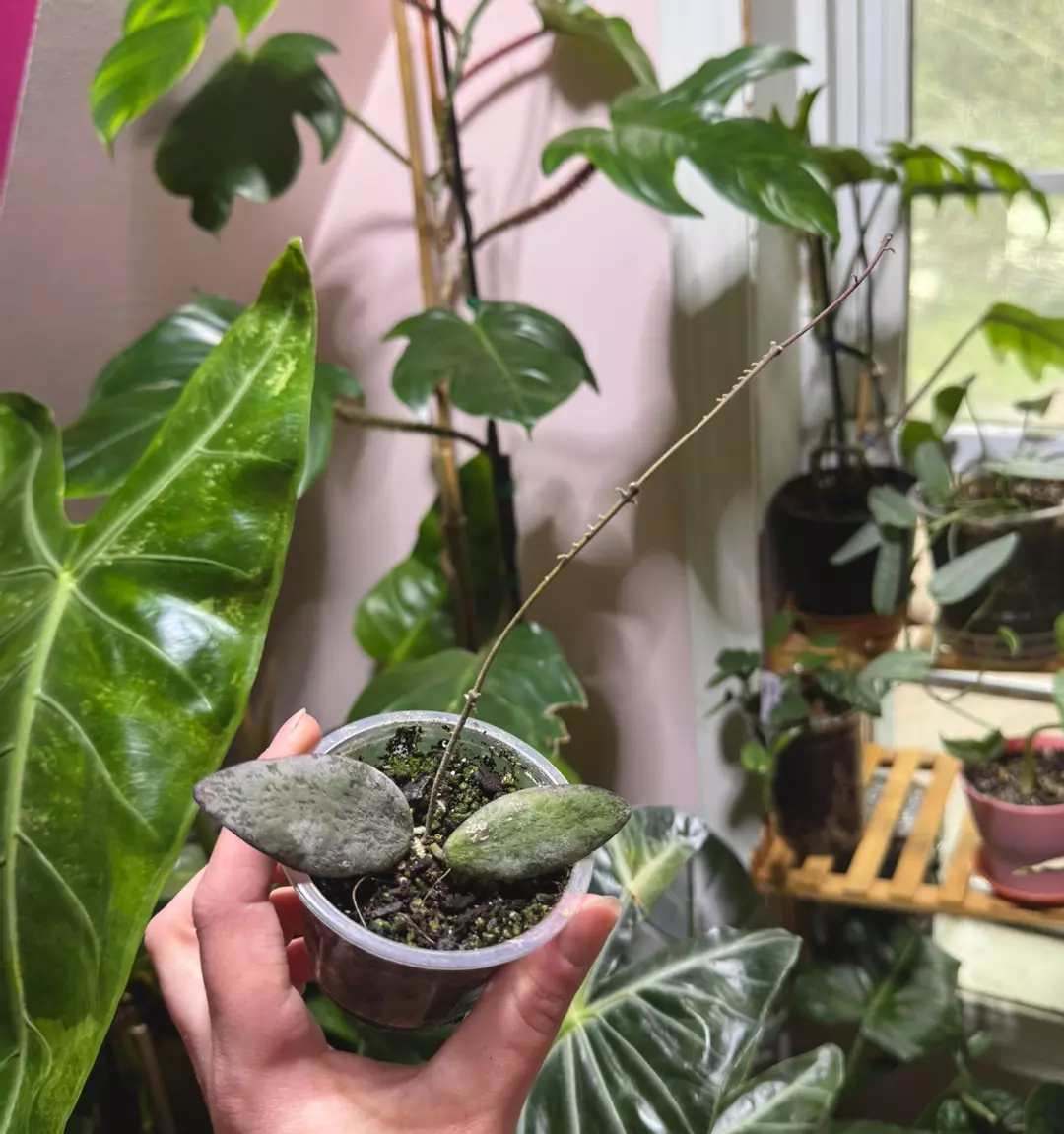 Hoya Sigillatis Splash thumbnail