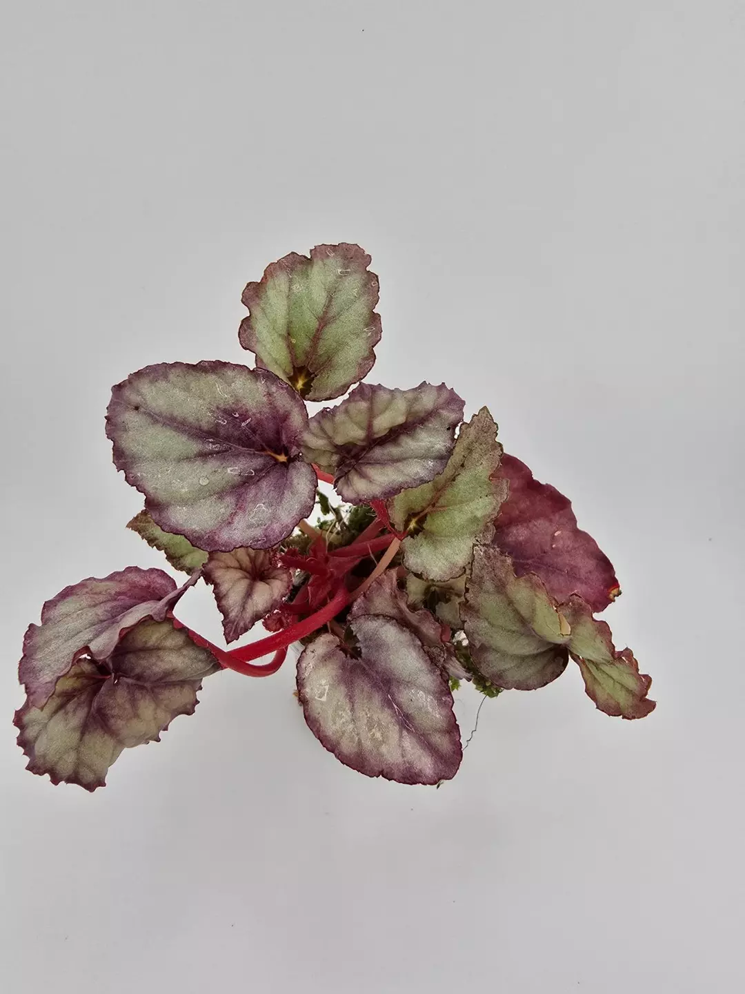 Begonia Rex NOID thumbnail